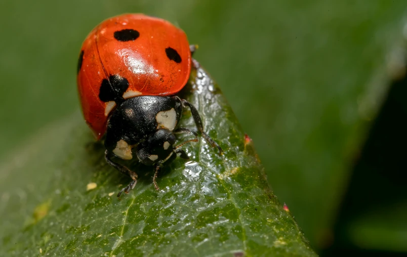 a ladybug beetle on a green leaf