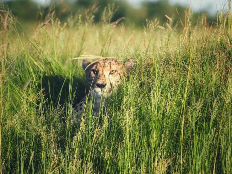 cheetah walking through the tall grasses of tall grass