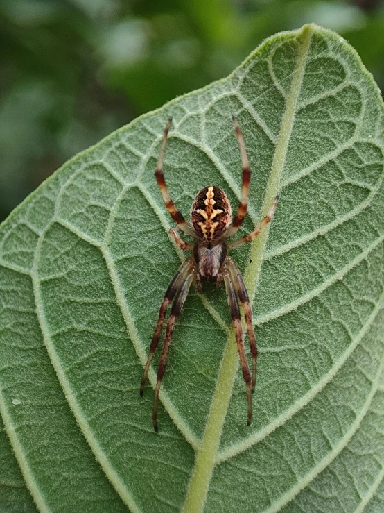 a large spider with large legs sitting on top of a leaf