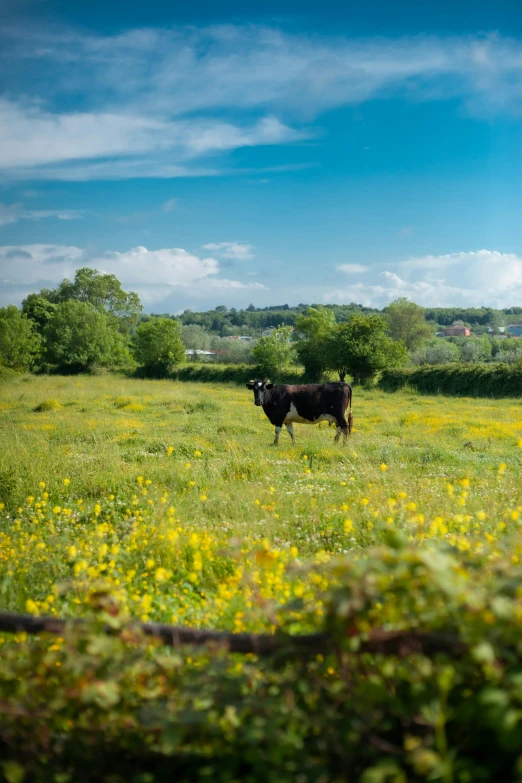 a cow walking on top of a lush green field