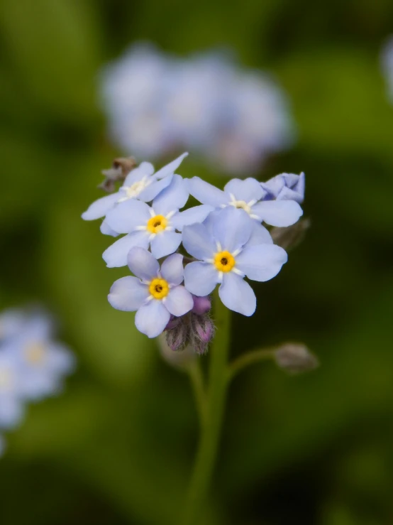 a small blue flower with a bee on it