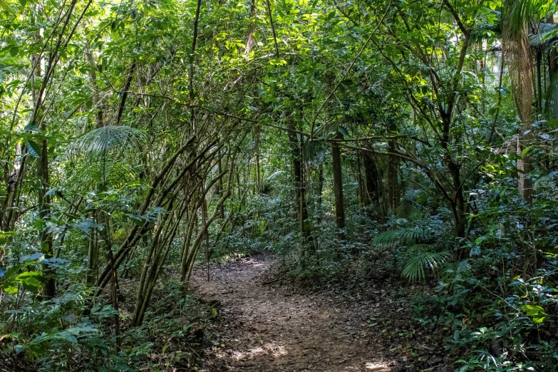 a path in the middle of a forest with lots of trees on it