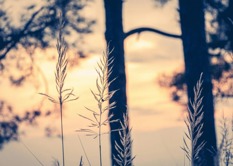 this is a po of the setting sun through trees