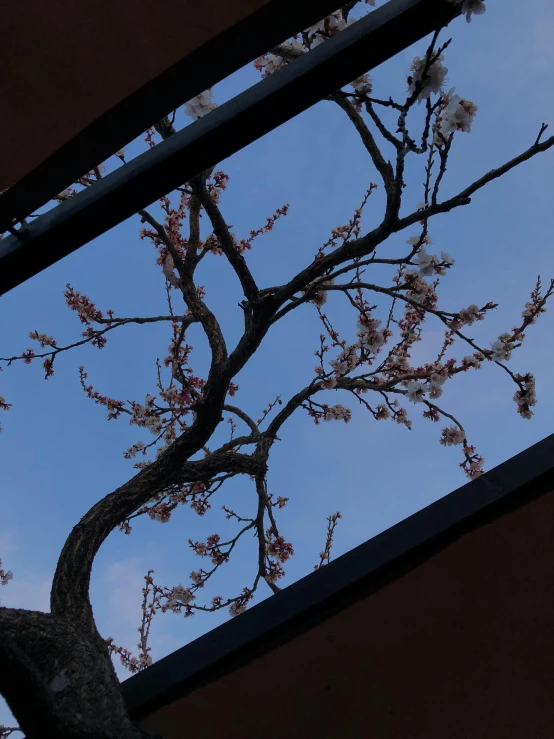 a bird perched in the middle of a tree