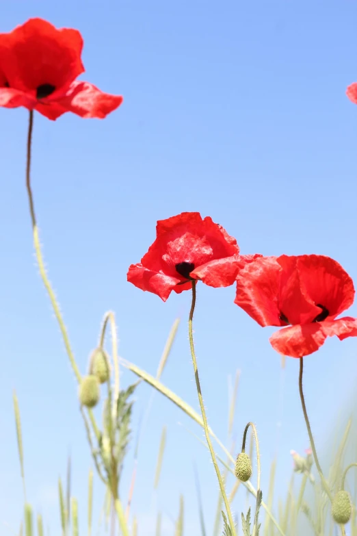 some red flowers against a blue sky with some grass