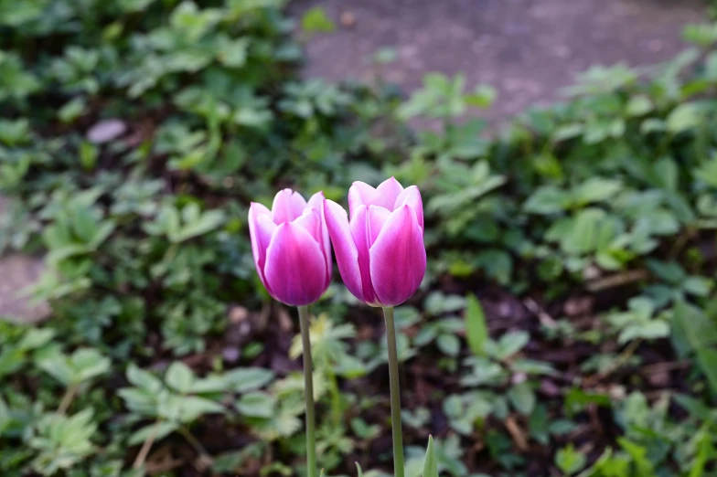 three flowers with a pathway in the background