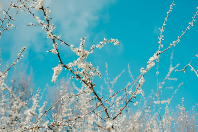 a tree nch with small white flowers in front of blue sky