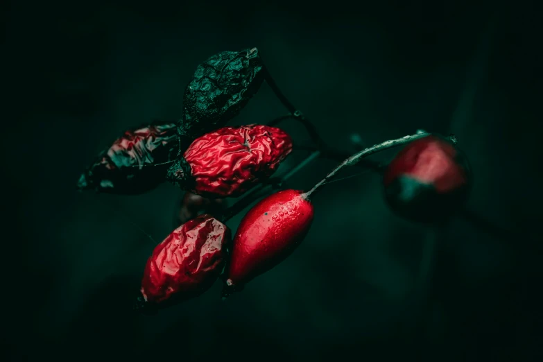 three flowers with red petals in green and black background