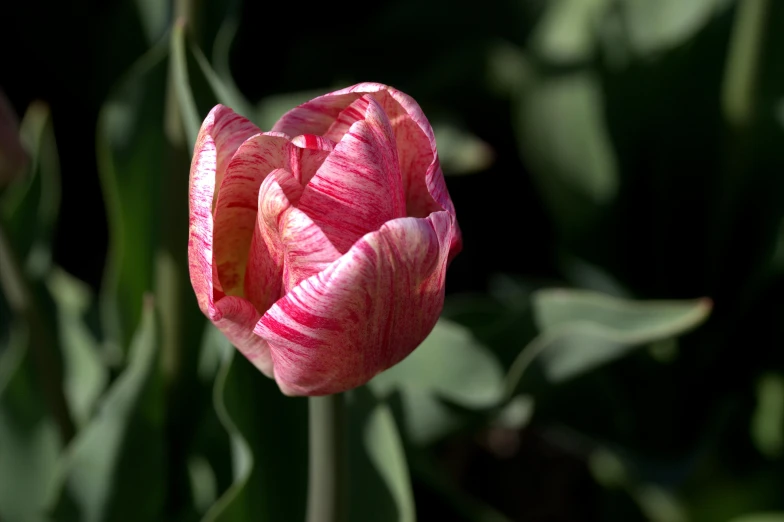 a single pink tulip is on a stem
