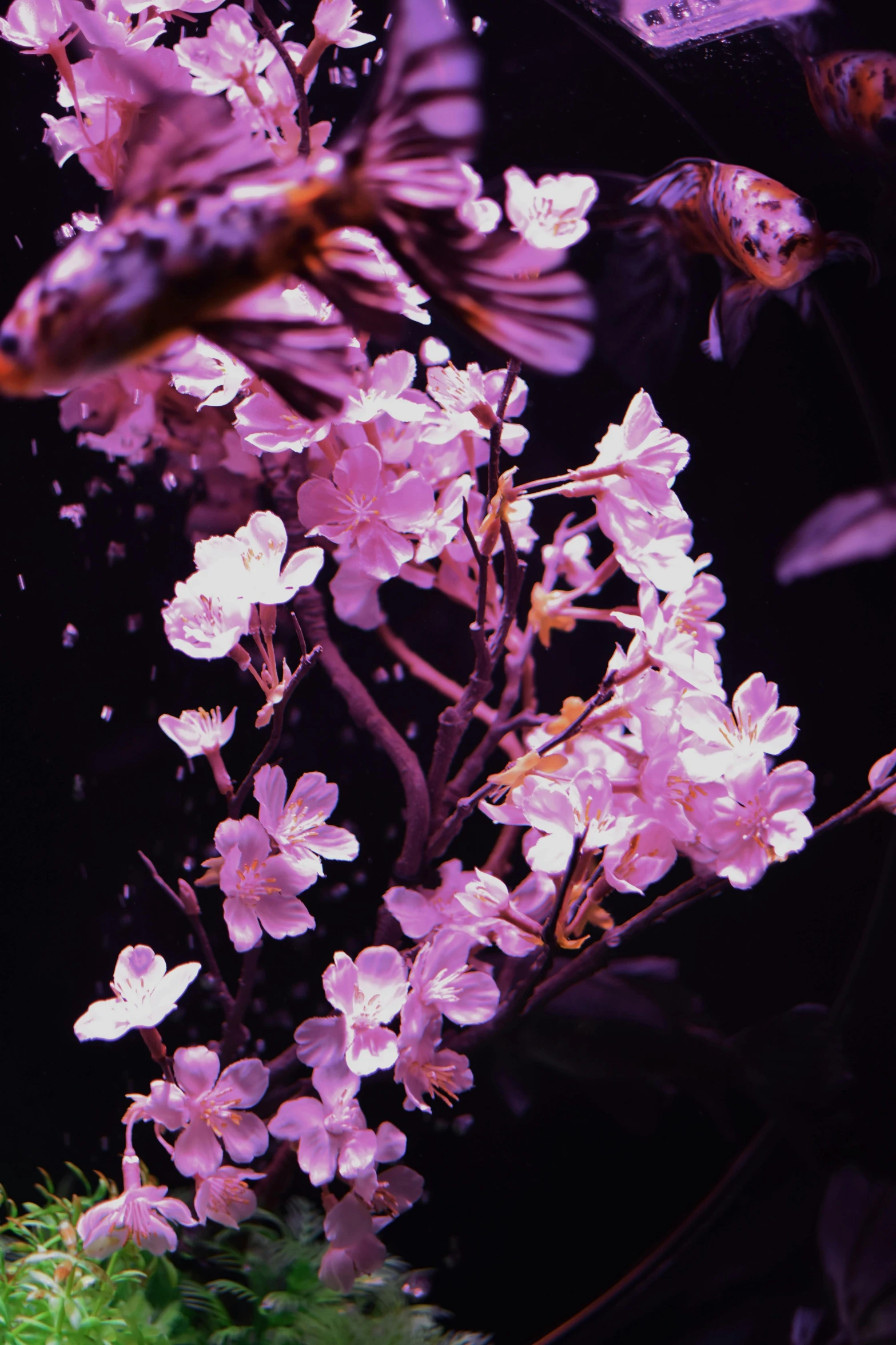 purple and pink flowers, a few other types of bird