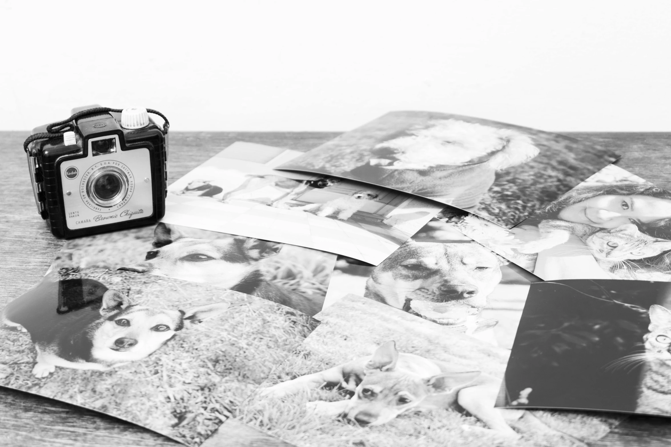 a pograph of dogs laying on top of a table