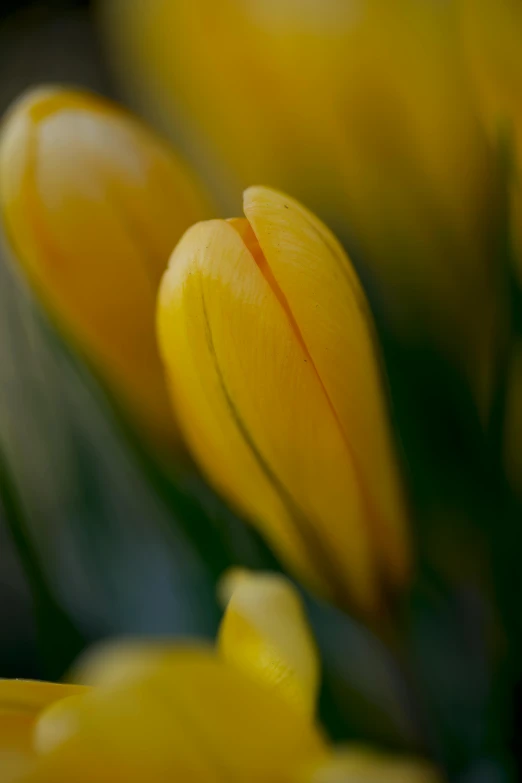 a close up view of flowers and the petals