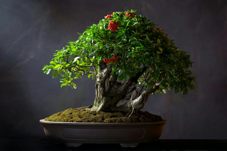 a bonsai tree is sitting in a pot that is covered with moss