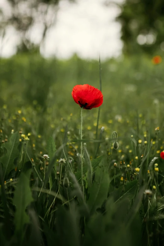 a red flower stands in the middle of an open field