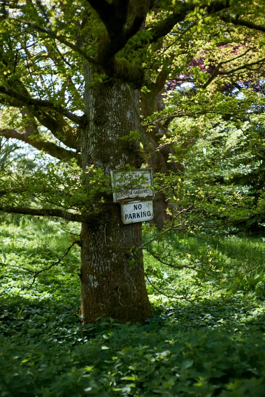 a no parking sign in the shade of a large tree