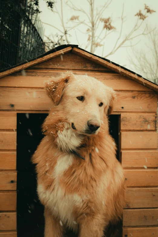 there is a brown dog sitting in a wooden dog house