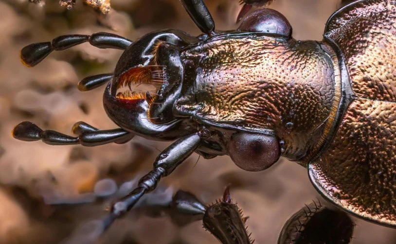 a shiny bug with long antennae in the wild