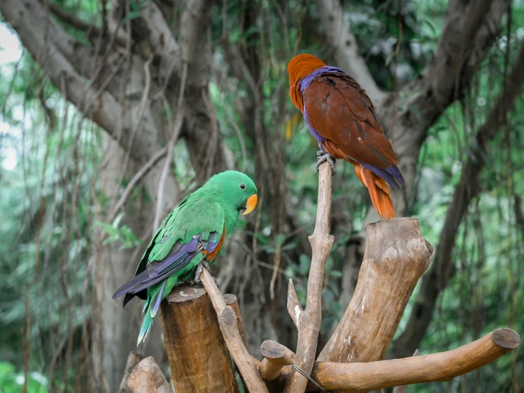 two colorful birds are sitting on the trees