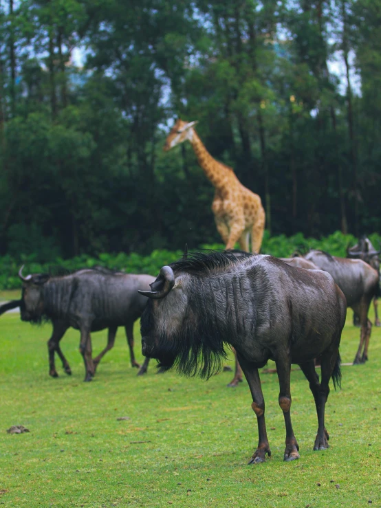 a giraffe standing behind several buffalo in the grass