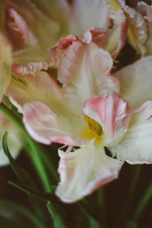 close up of flowers in the sunlight