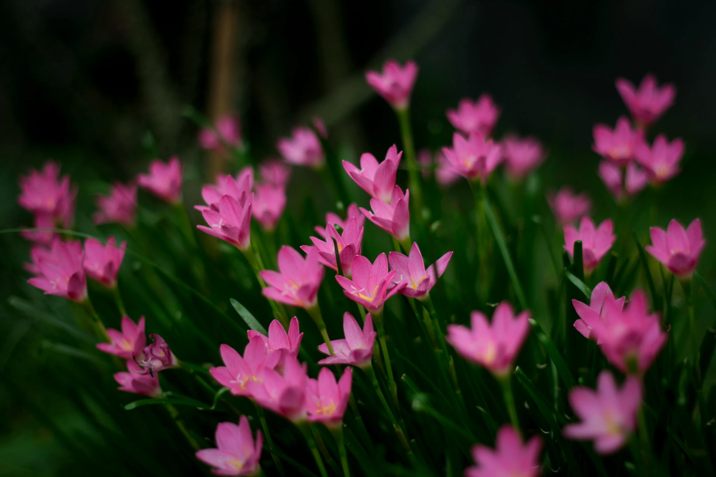 a group of pink flowers sitting in the middle of a field
