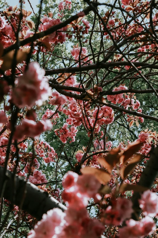 pink flowers are shown on the nches of trees