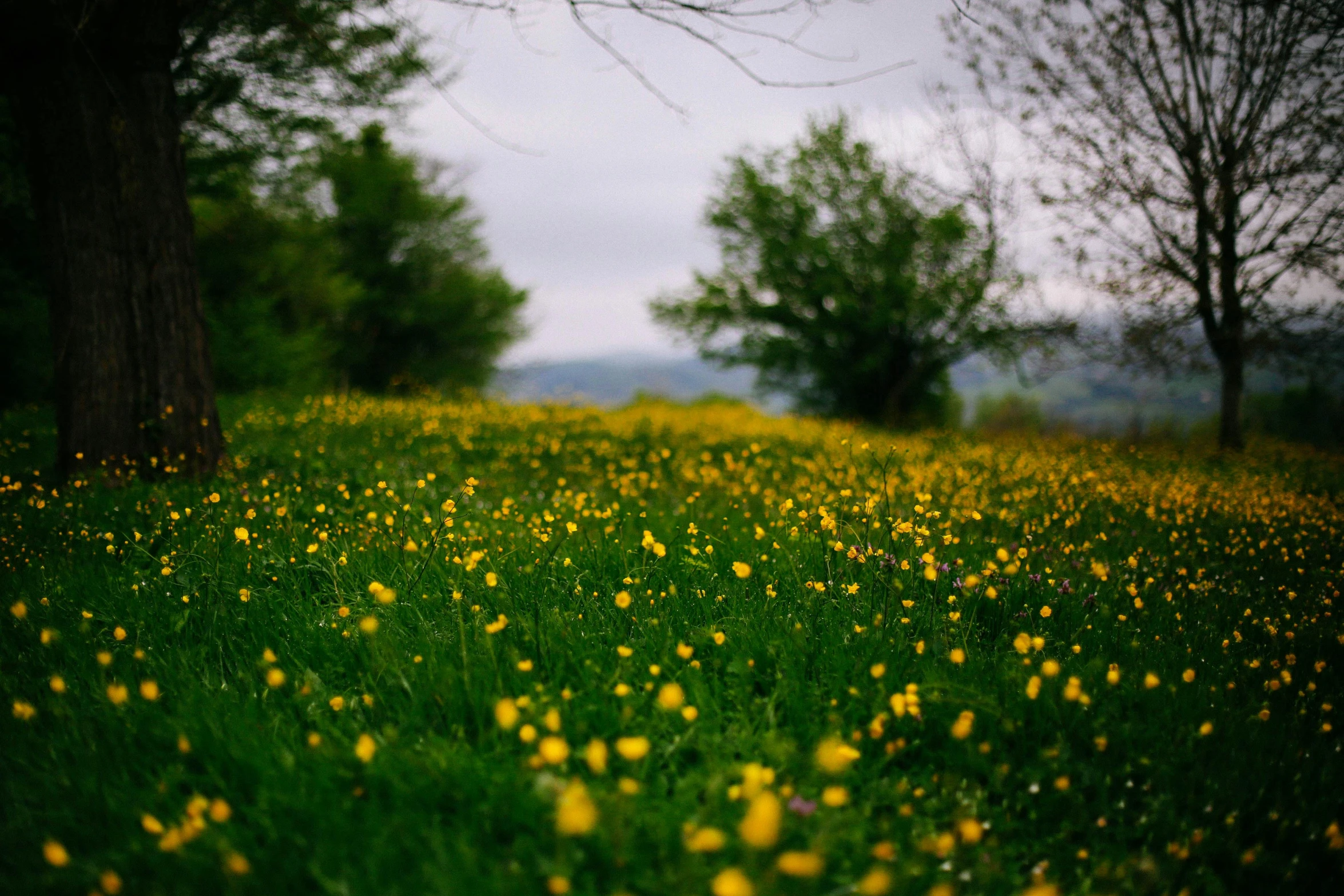 the yellow flowers are on the ground by the trees