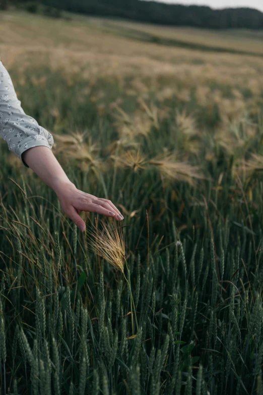 a person's hand reaching for a grain in a field
