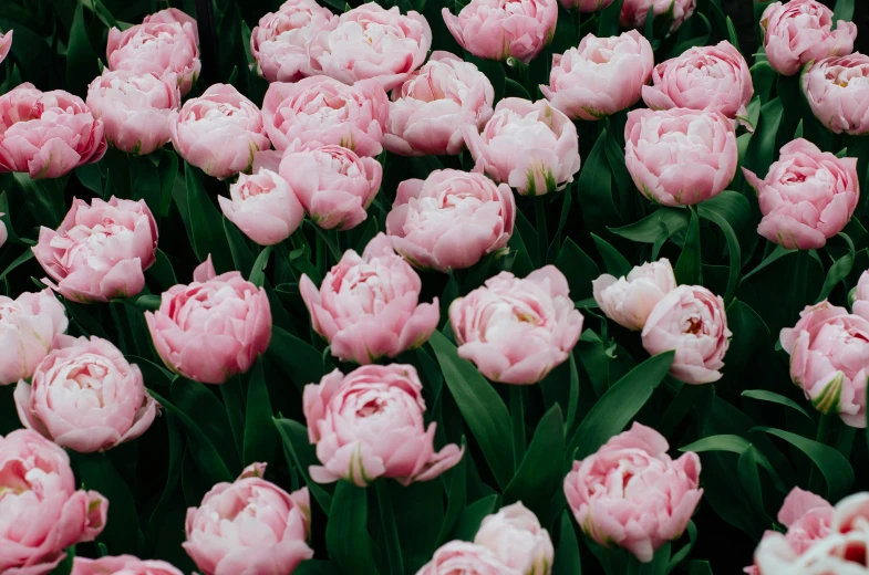 a field of pink flowers with green leaves