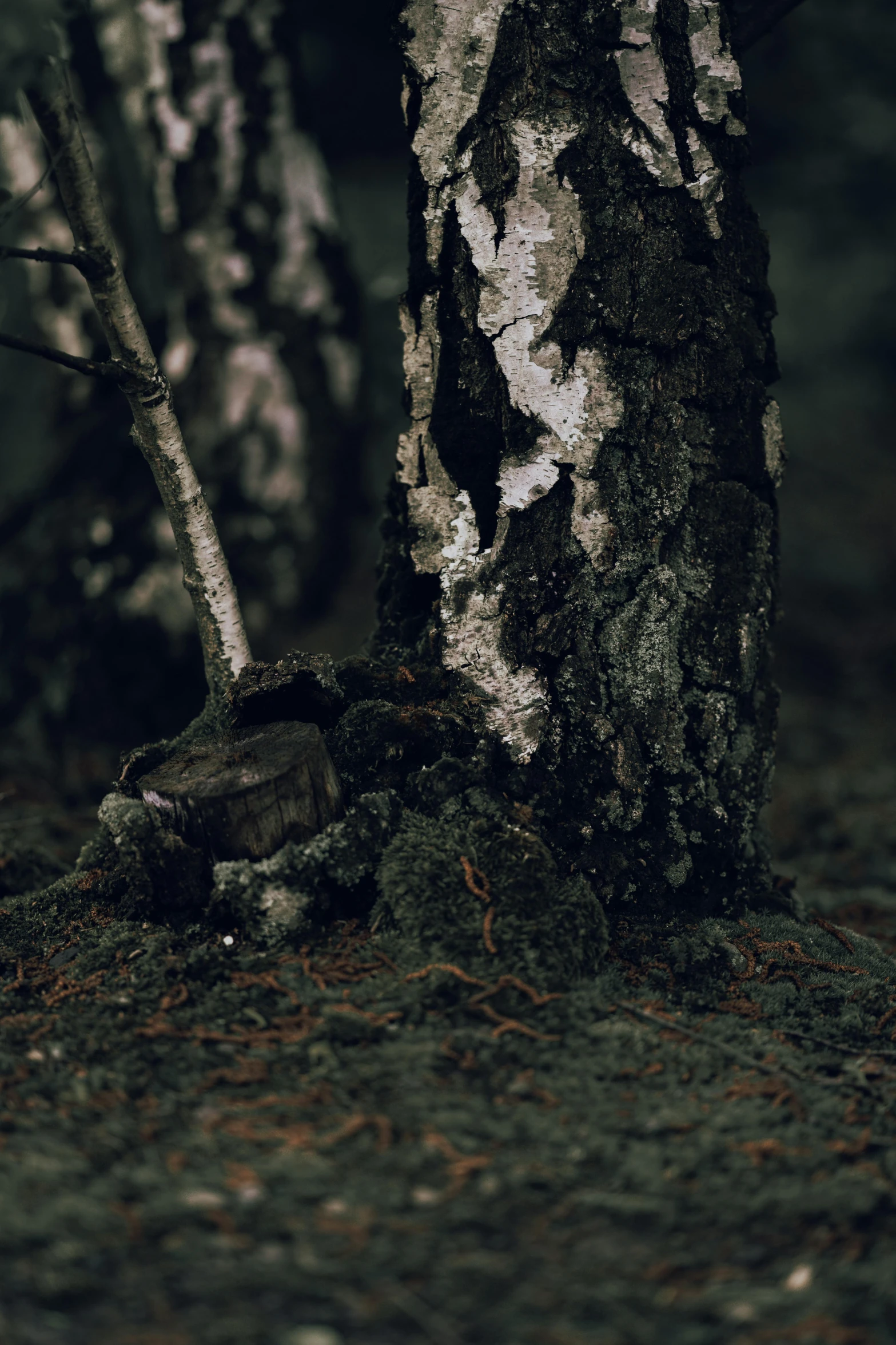 a black and white po of a tree with green bark