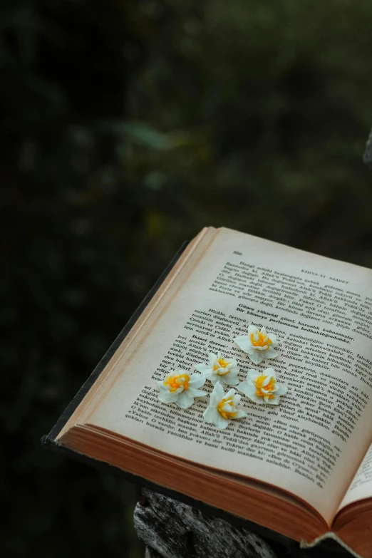 a book opened, with small flowers sitting on top