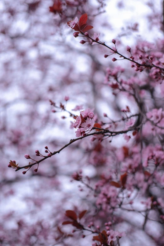 pink flowers are growing on the nches of trees