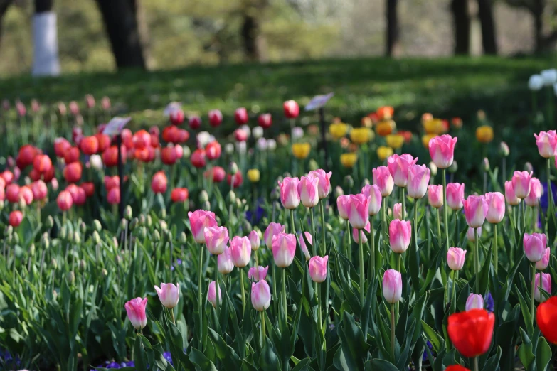 a flower bed is full of different colored tulips