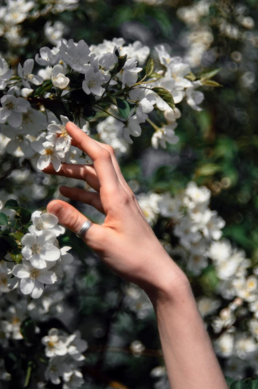 the person is reaching up toward some flowers