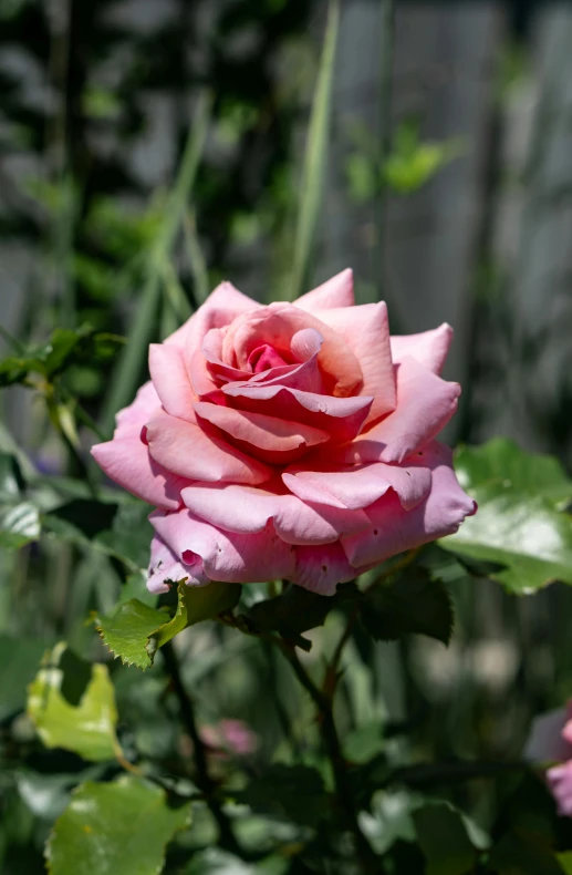 an open pink rose flower and greenery in the background