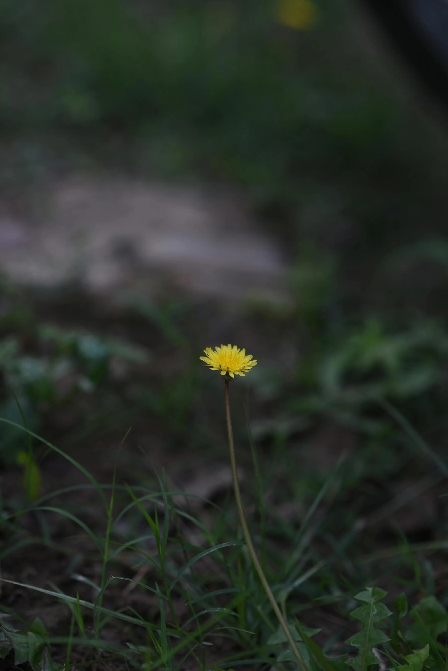 a flower grows through the dirt in a grassy area