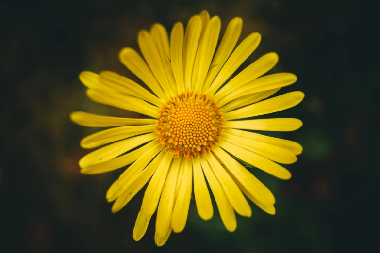 a very nice looking flower that is on display