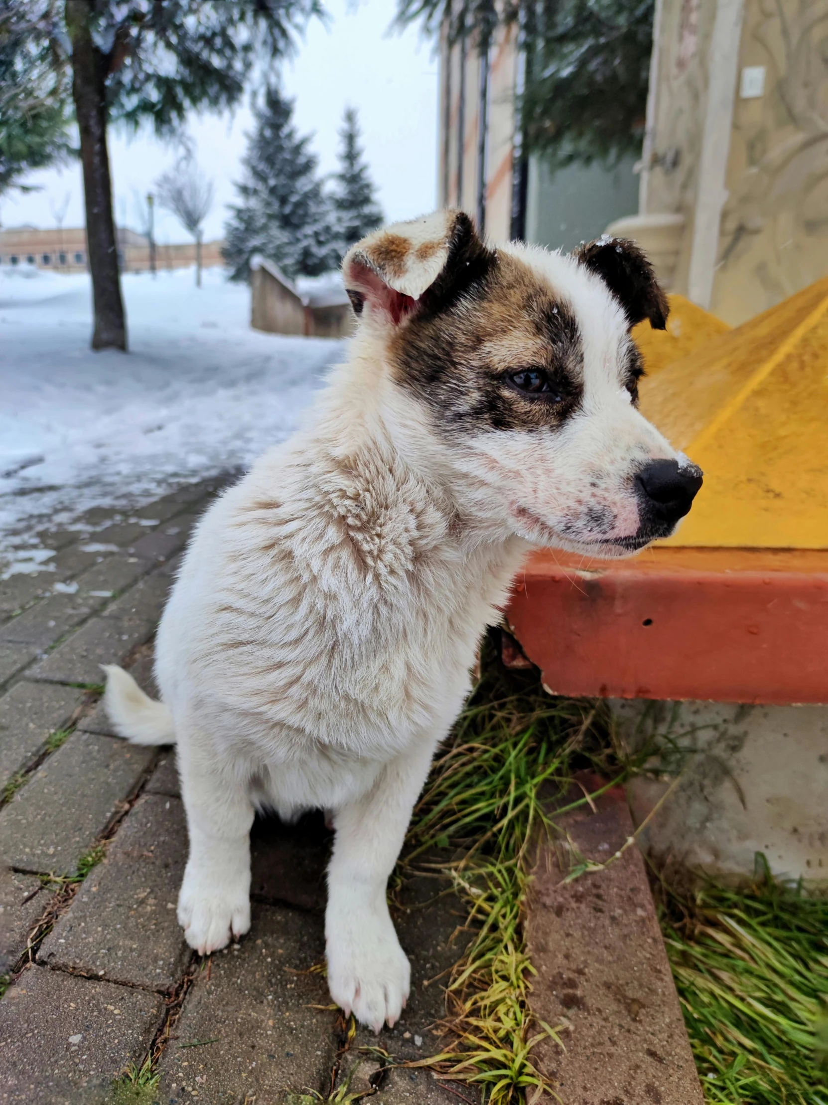 a dog sits on the sidewalk while eating grass