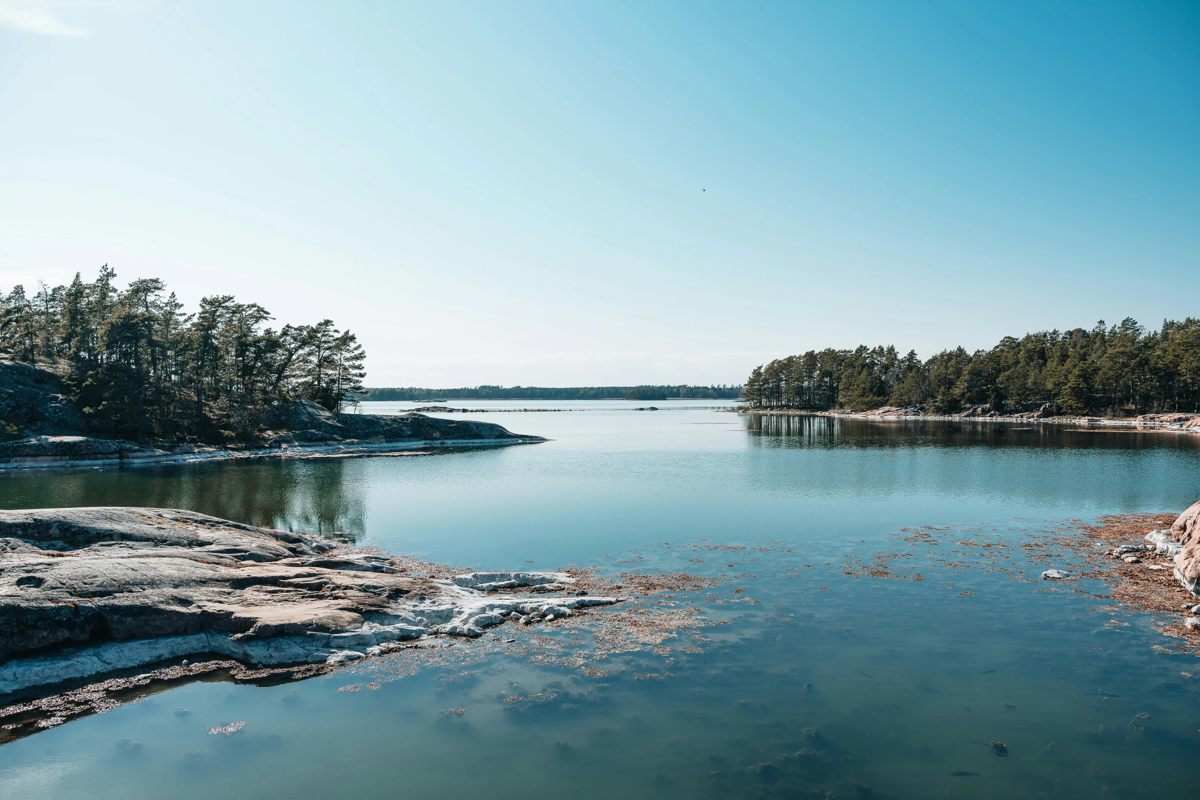 a body of water near a forest with trees in the background