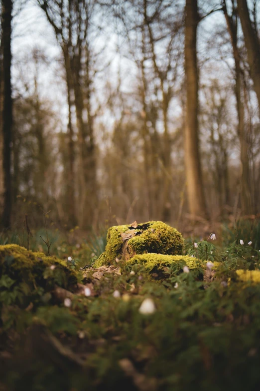 a large moss covered piece sitting in the middle of a forest