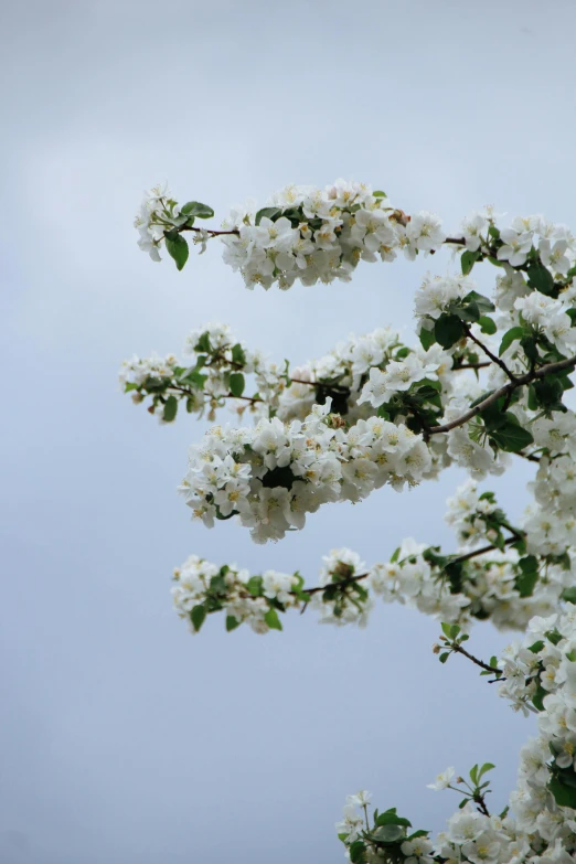 white flowers on a tree nch against a light blue sky