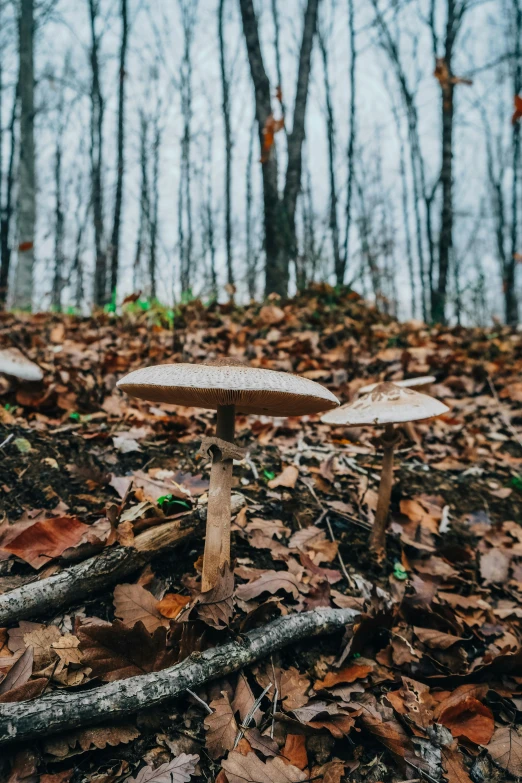 mushrooms are sitting on the forest floor in the fall