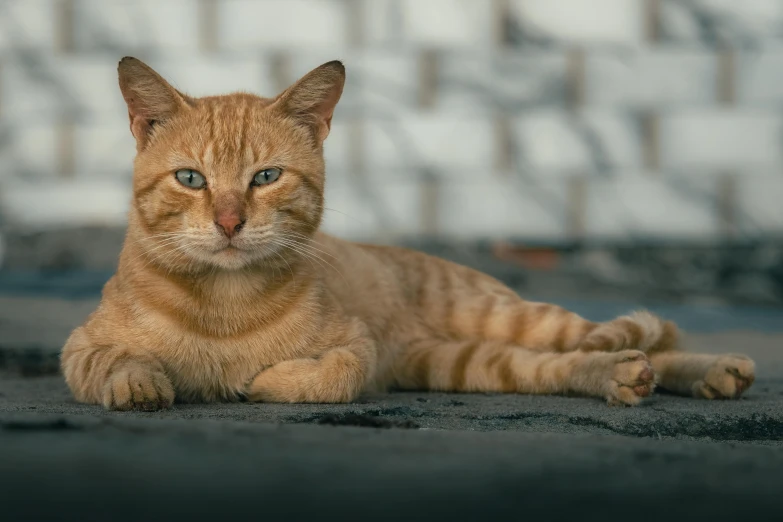 a brown cat is laying down on a carpet