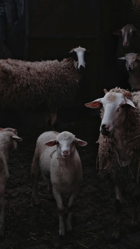 a herd of sheep in the dark near a barn