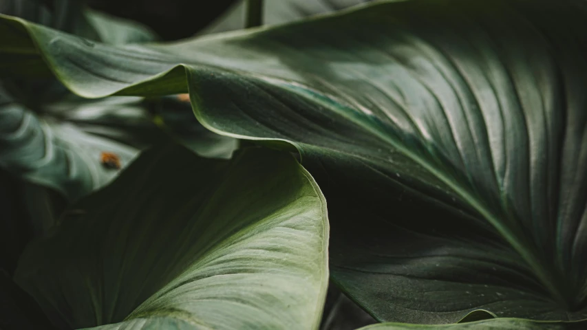 a large green plant with leaves on it