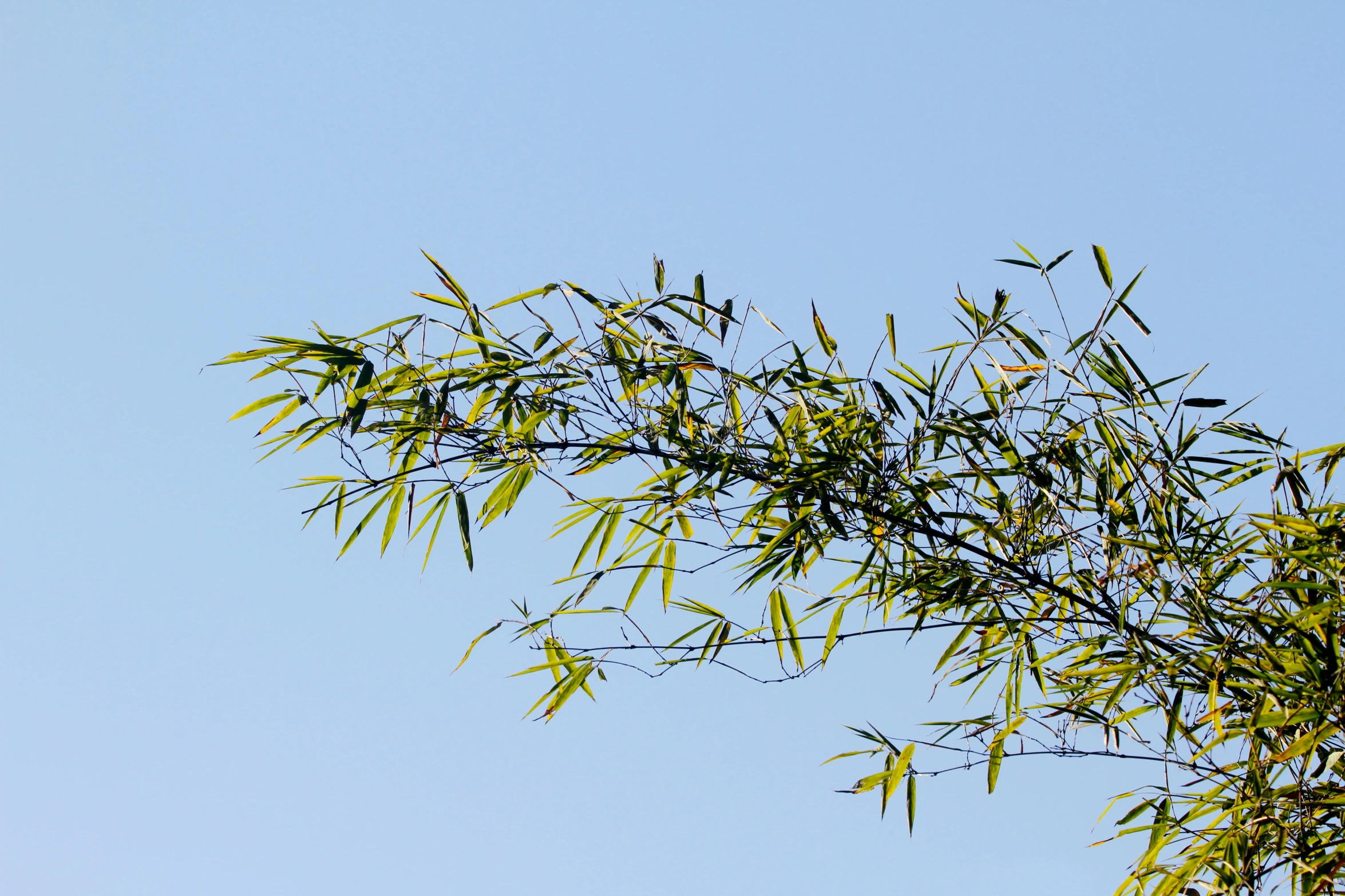 a tree that has some kind of nches hanging from it