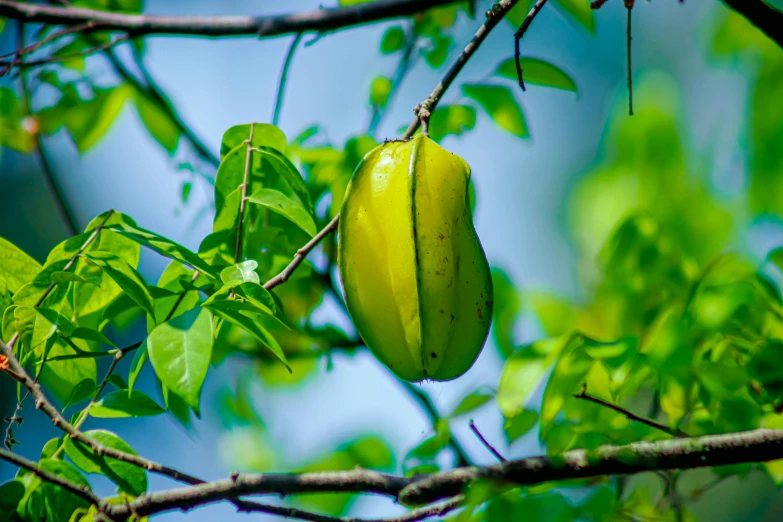 there is a green fruit hanging from a tree nch