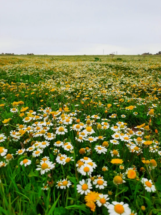 the view from the ground shows an open field with yellow and white flowers