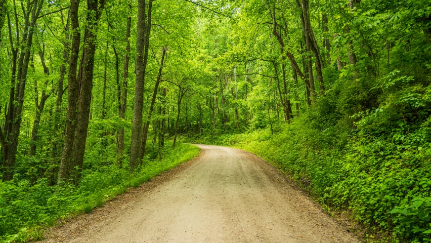 an image of a dirt road through the woods