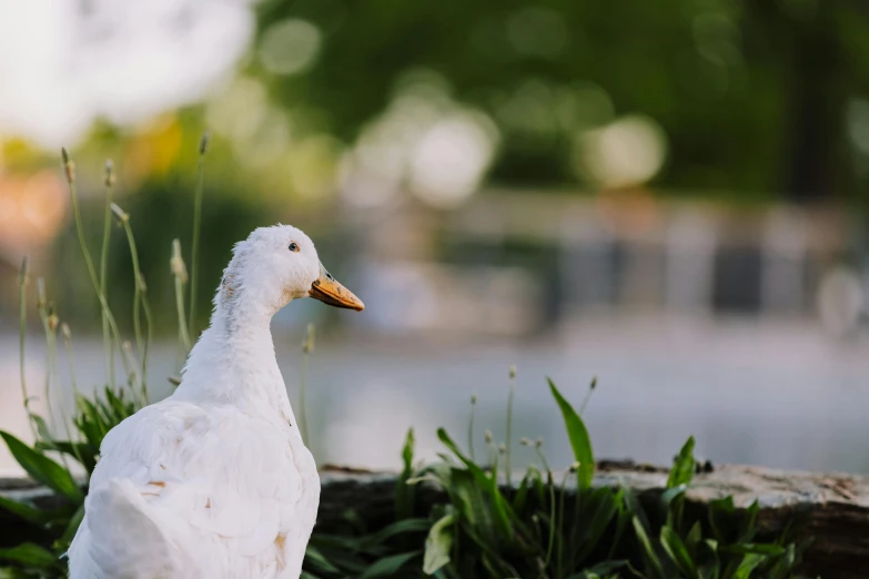 a duck sitting on the ground near grass